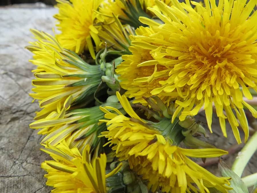 Chwasty z żółtymi kwiatami: jak je rozpoznać i skutecznie zwalczać