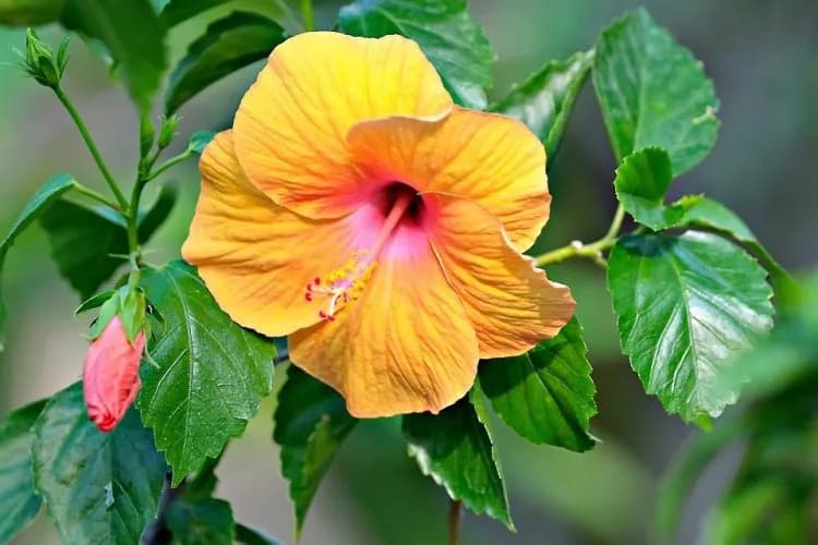Jak długo kwitnie hibiskus? Odkryj tajemnice jego długiego kwitnienia