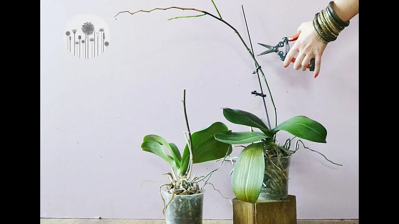 Jak przycinać storczyki phalaenopsis, by zapewnić im zdrowy wzrost