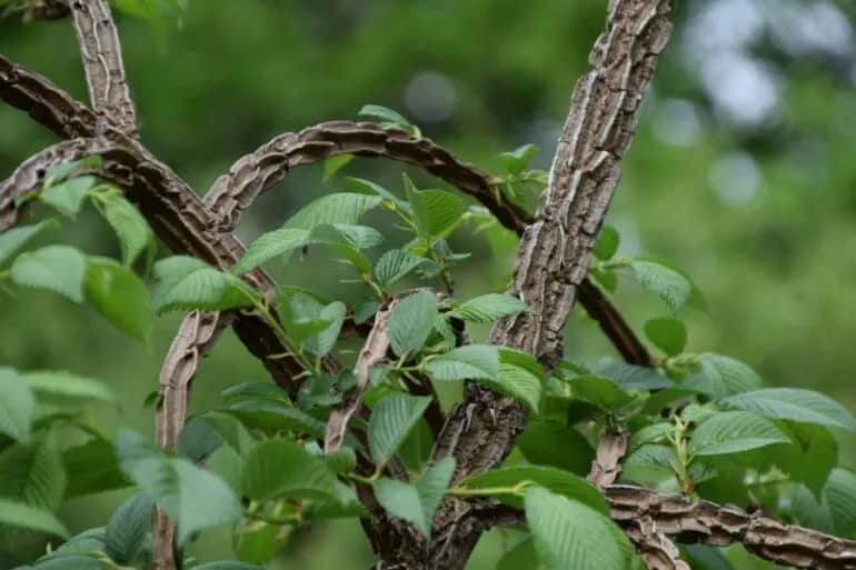 Kiedy i jak kwitnie wiąz? Poznaj tajemnice jego piękna