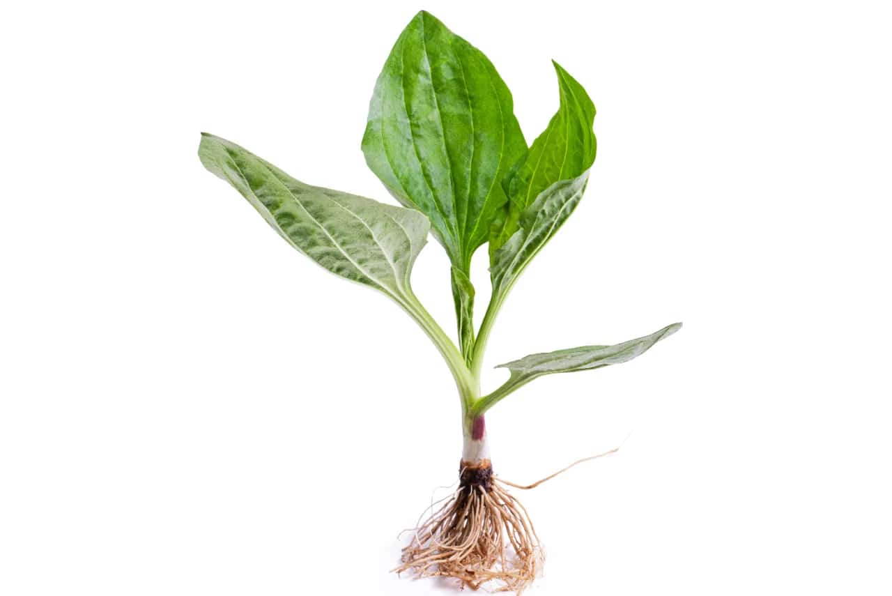 Jak skutecznie zwalczać babkę chwast w ogrodzie i jej właściwości