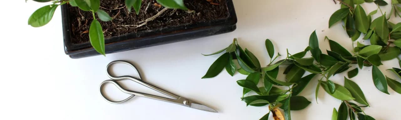 Jak przycinać drzewko bonsai, aby uniknąć najczęstszych błędów